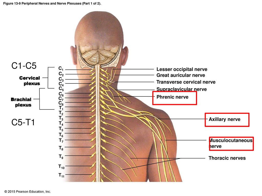 Figure 13-9 Peripheral Nerves and Nerve Plexuses (Part 1 of 2).