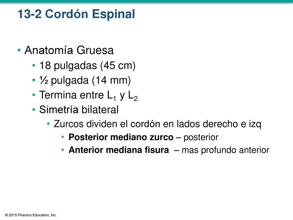 13-2 Cordón Espinal Anatomía Gruesa 18 pulgadas (45 cm)