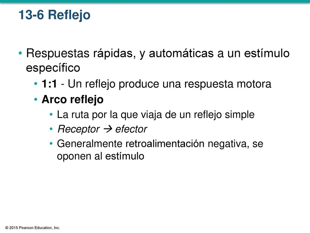 13-6 Reflejo Respuestas rápidas, y automáticas a un estímulo específico. 1:1 - Un reflejo produce una respuesta motora.
