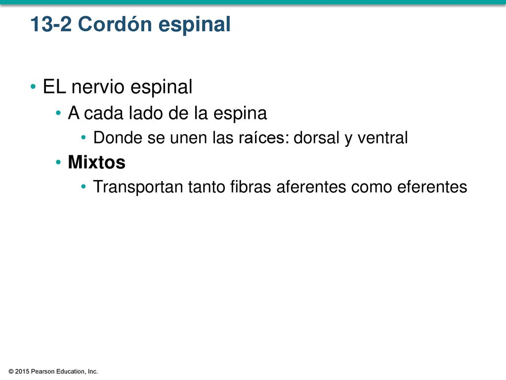 13-2 Cordón espinal EL nervio espinal A cada lado de la espina Mixtos