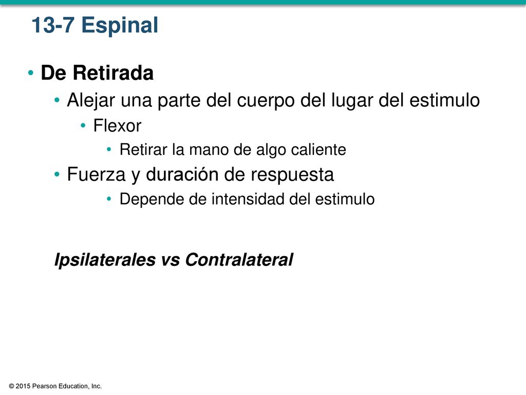 13-7 Espinal De Retirada. Alejar una parte del cuerpo del lugar del estimulo. Flexor. Retirar la mano de algo caliente.