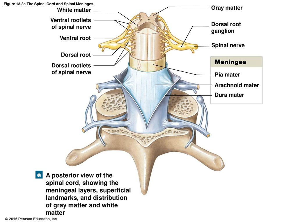 Figure 13-3a The Spinal Cord and Spinal Meninges.