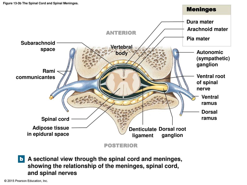 Figure 13-3b The Spinal Cord and Spinal Meninges.