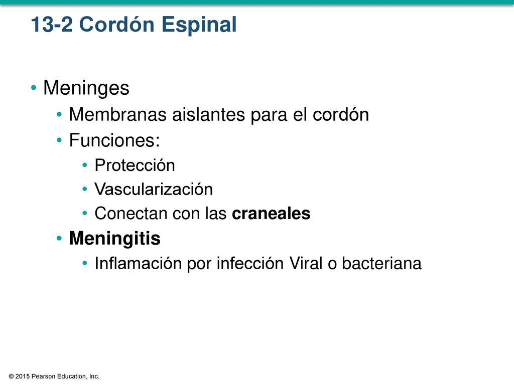 13-2 Cordón Espinal Meninges Membranas aislantes para el cordón