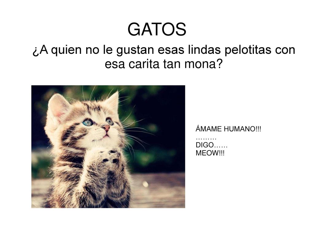 ¿A quien no le gustan esas lindas pelotitas con esa carita tan mona