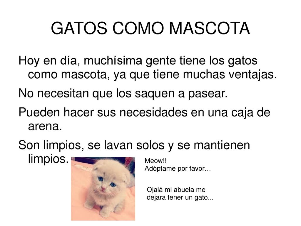 GATOS COMO MASCOTA Hoy en día, muchísima gente tiene los gatos como mascota, ya que tiene muchas ventajas.