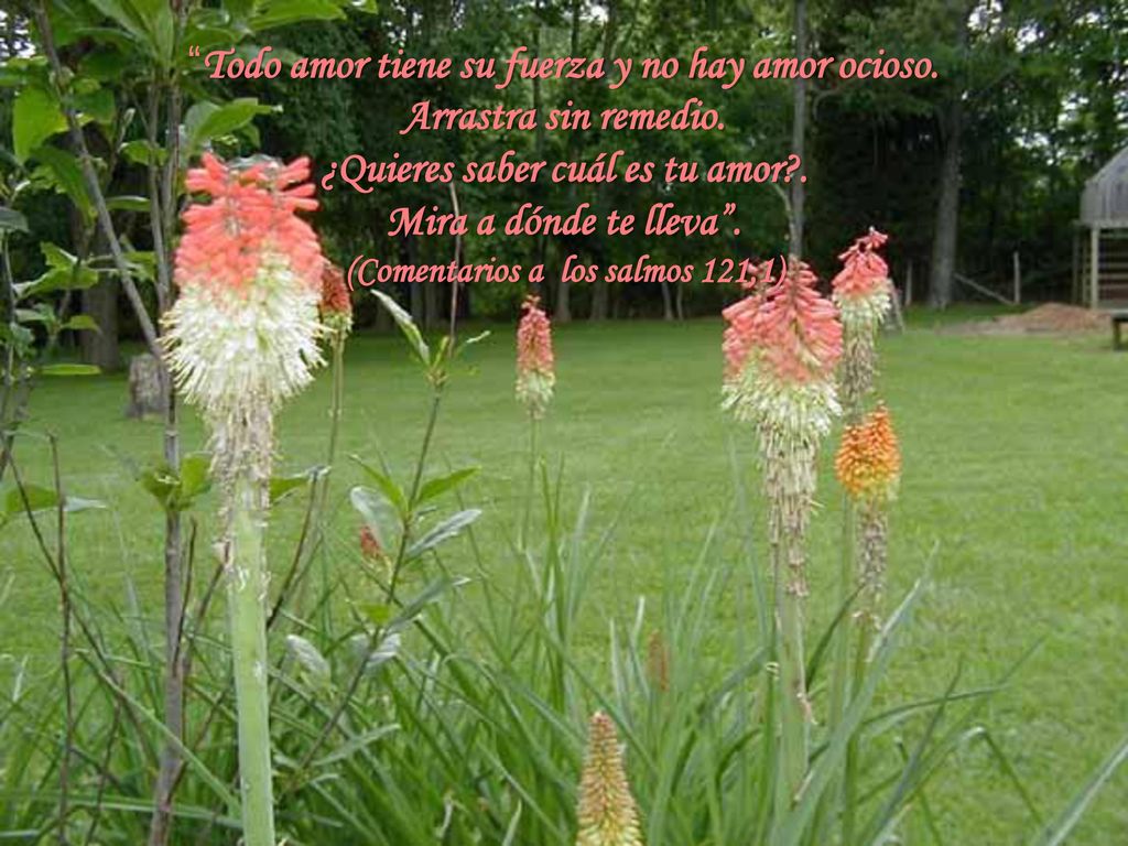 ¿Quieres saber cuál es tu amor . (Comentarios a los salmos 121,1)