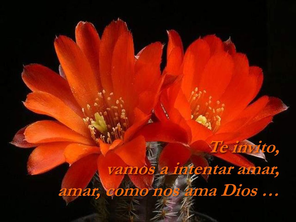 Te invito, vamos a intentar amar, amar, como nos ama Dios … 2