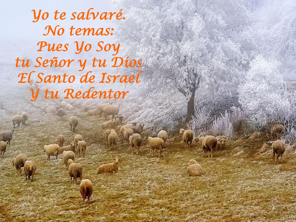 Yo te salvaré. No temas: Pues Yo Soy tu Señor y tu Dios El Santo de Israel Y tu Redentor