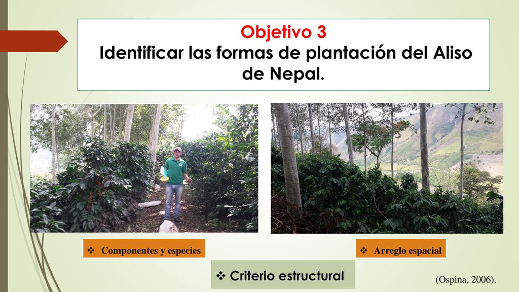 Objetivo 3 Identificar las formas de plantación del Aliso de Nepal.