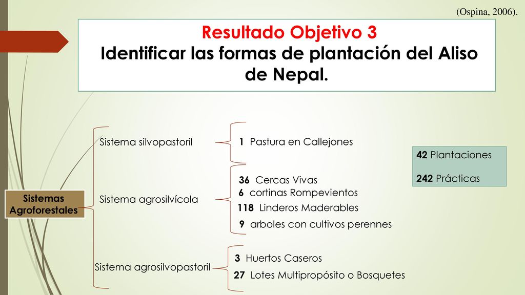 (Ospina, 2006). Resultado Objetivo 3 Identificar las formas de plantación del Aliso de Nepal. Sistema silvopastoril.