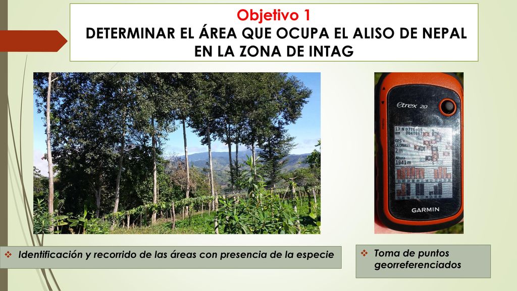 DETERMINAR EL ÁREA QUE OCUPA EL ALISO DE NEPAL EN LA ZONA DE INTAG