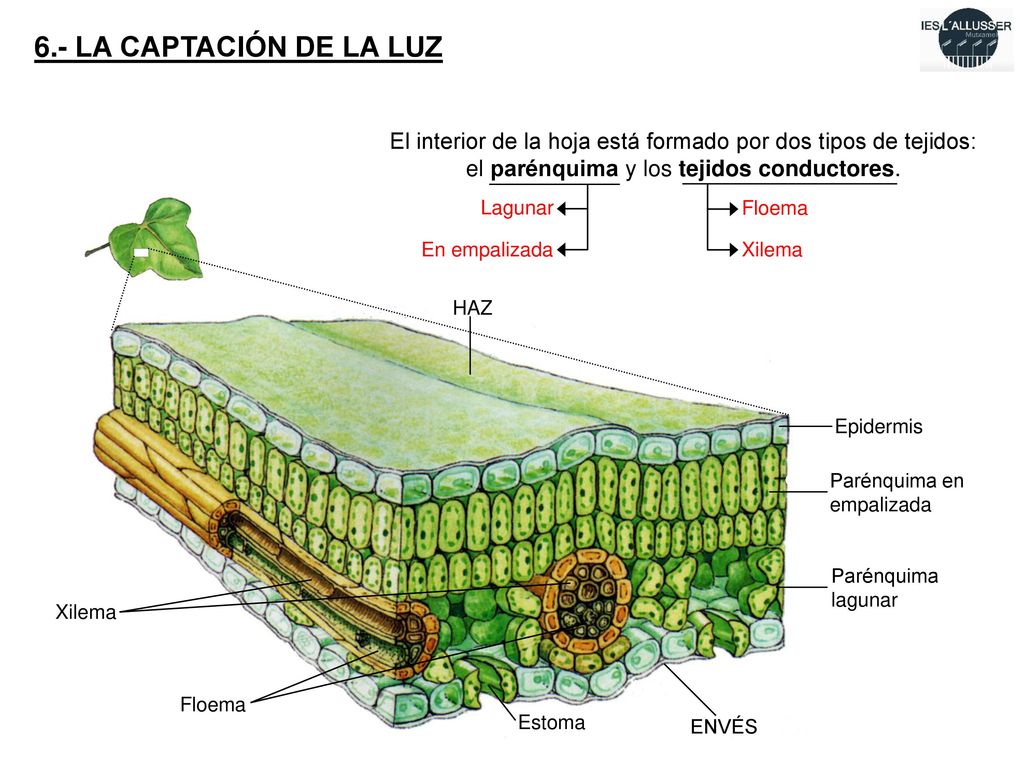 6.- LA CAPTACIÓN DE LA LUZ El interior de la hoja está formado por dos tipos de tejidos: el parénquima y los tejidos conductores.