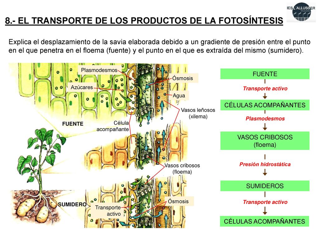 8.- EL TRANSPORTE DE LOS PRODUCTOS DE LA FOTOSÍNTESIS