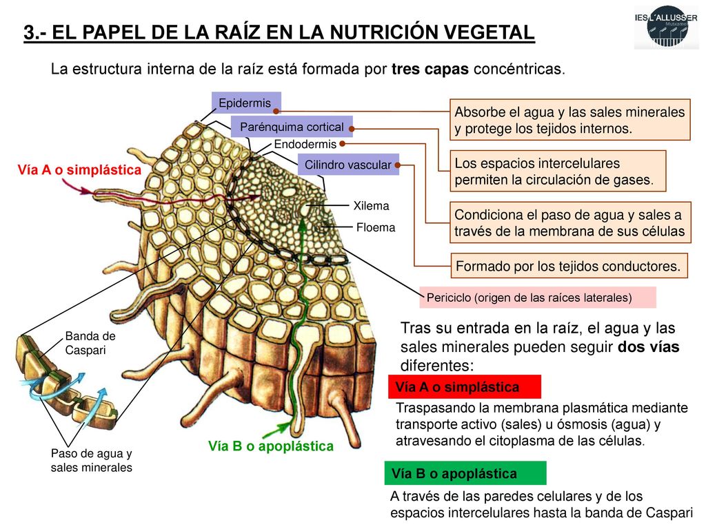 3.- EL PAPEL DE LA RAÍZ EN LA NUTRICIÓN VEGETAL