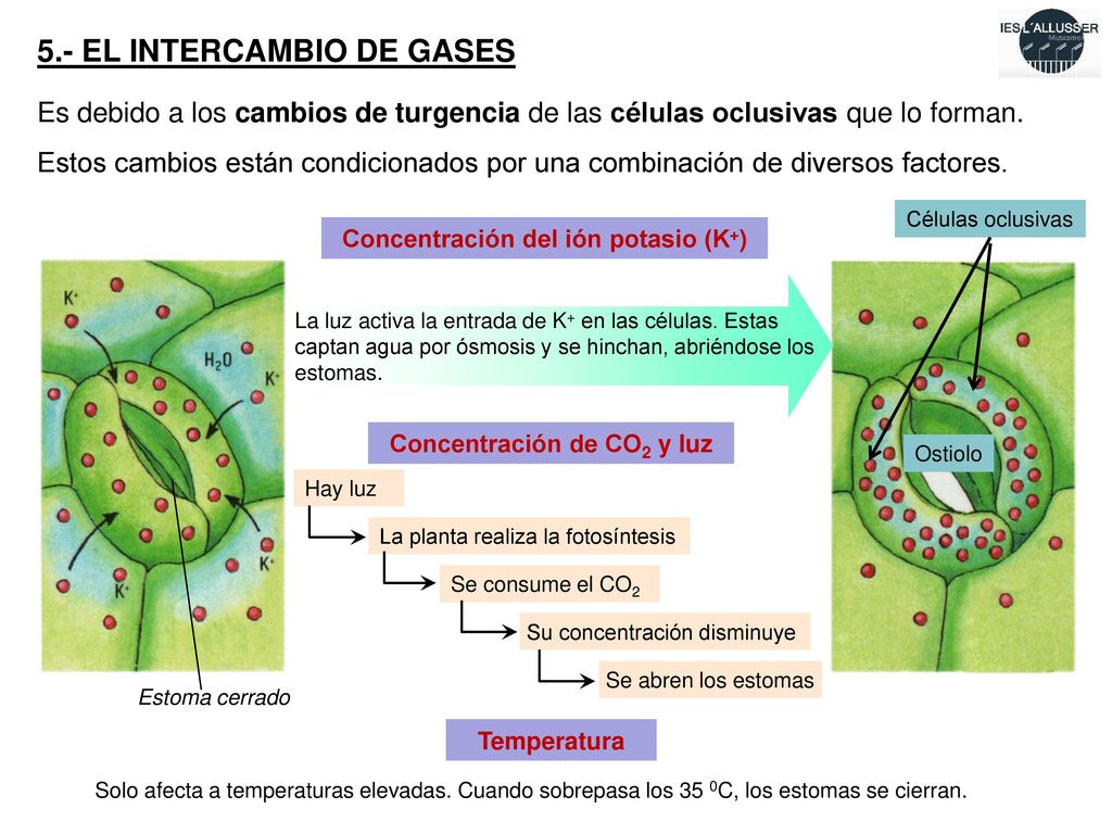 Concentración del ión potasio (K+) Concentración de CO2 y luz