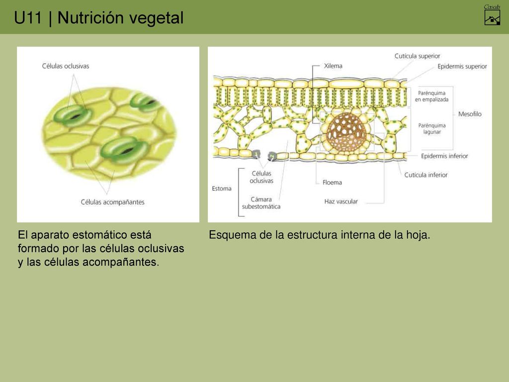 El aparato estomático está formado por las células oclusivas y las células acompañantes.