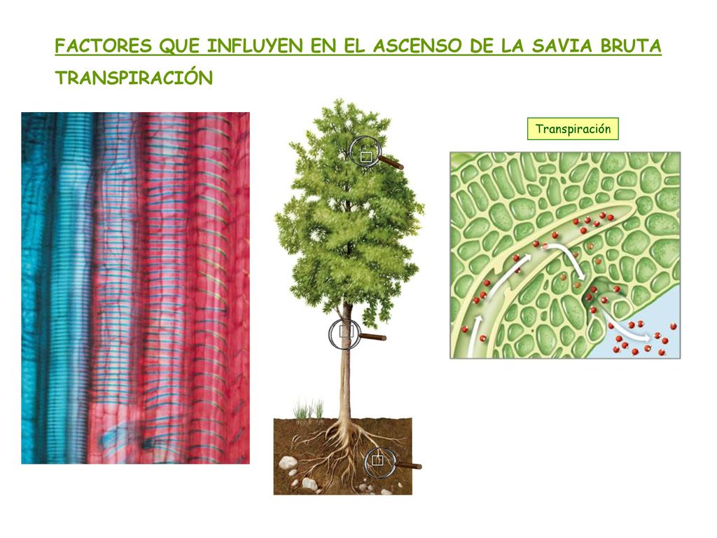 FACTORES QUE INFLUYEN EN EL ASCENSO DE LA SAVIA BRUTA TRANSPIRACIÓN