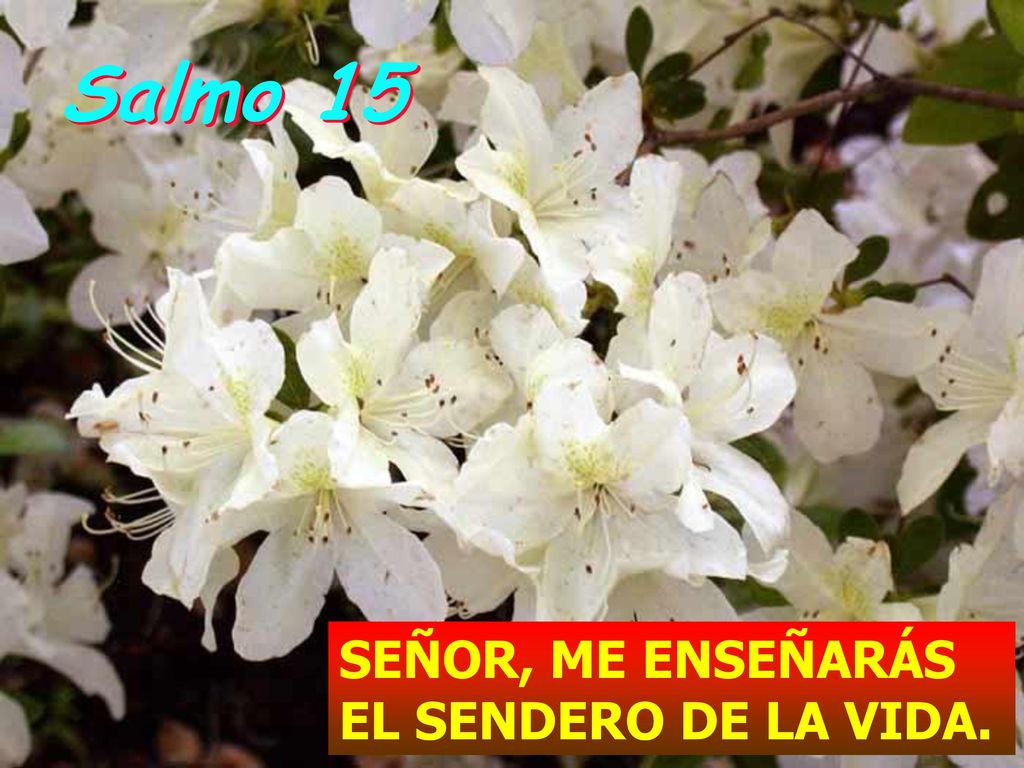 Salmo 15 SEÑOR, ME ENSEÑARÁS EL SENDERO DE LA VIDA.