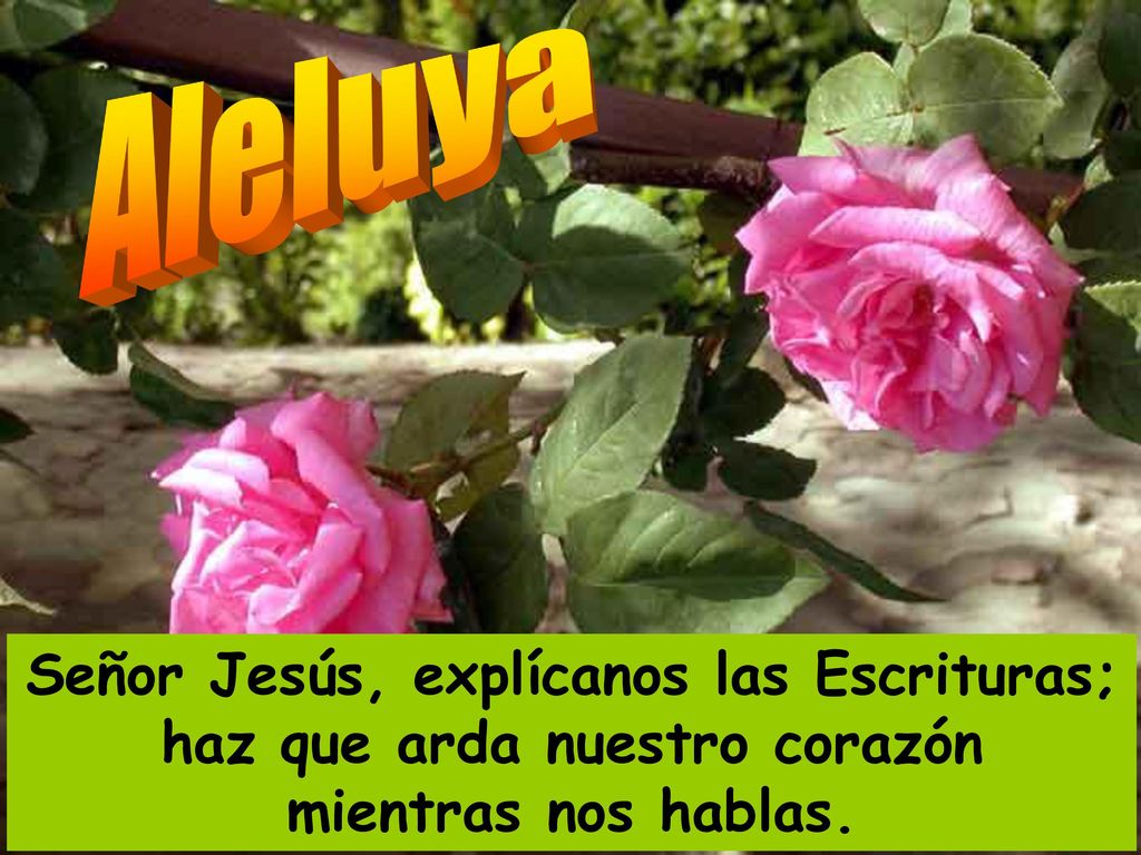 Aleluya Señor Jesús, explícanos las Escrituras; haz que arda nuestro corazón mientras nos hablas.