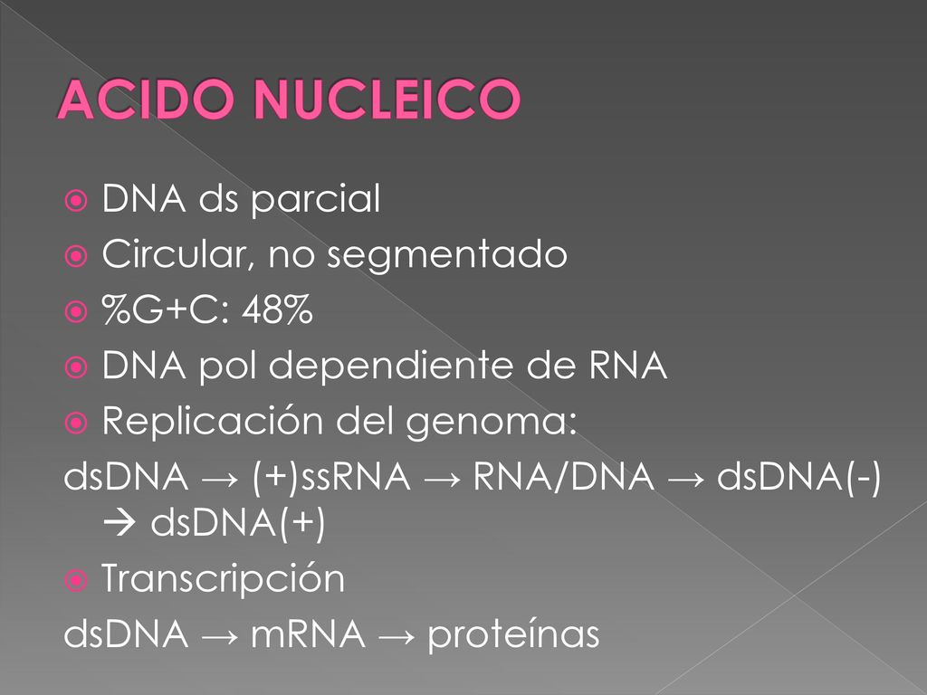 ACIDO NUCLEICO DNA ds parcial Circular, no segmentado %G+C: 48%
