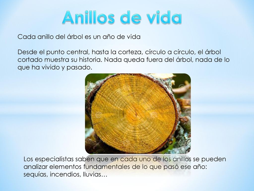 Anillos de vida Cada anillo del árbol es un año de vida