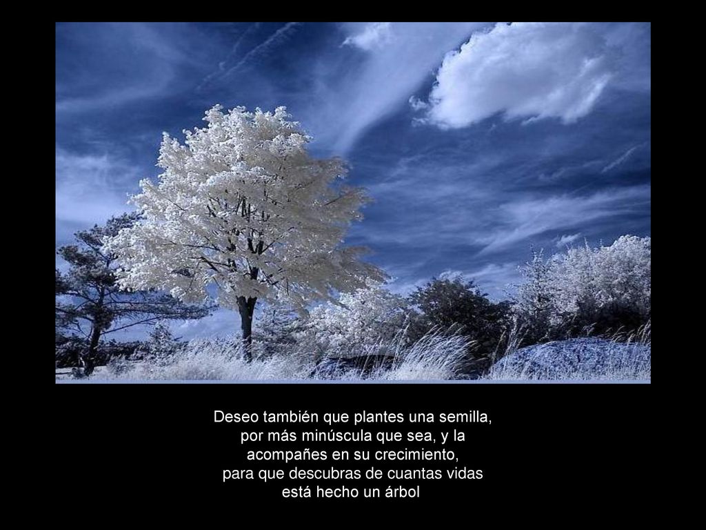 Deseo también que plantes una semilla, por más minúscula que sea, y la acompañes en su crecimiento, para que descubras de cuantas vidas está hecho un árbol.
