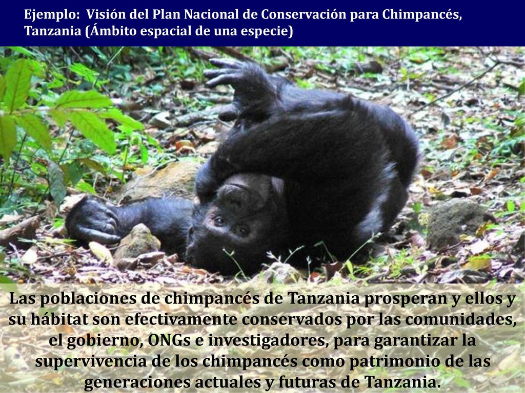 Ejemplo: Visión del Plan Nacional de Conservación para Chimpancés, Tanzania (Ámbito espacial de una especie)