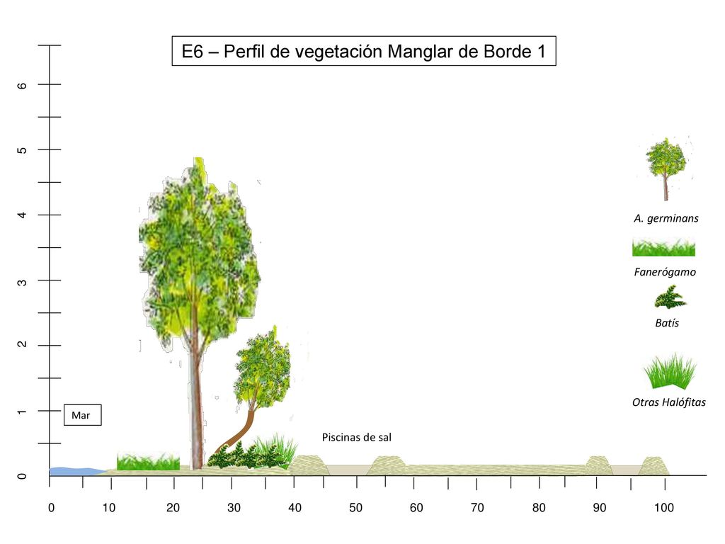 E6 – Perfil de vegetación Manglar de Borde 1