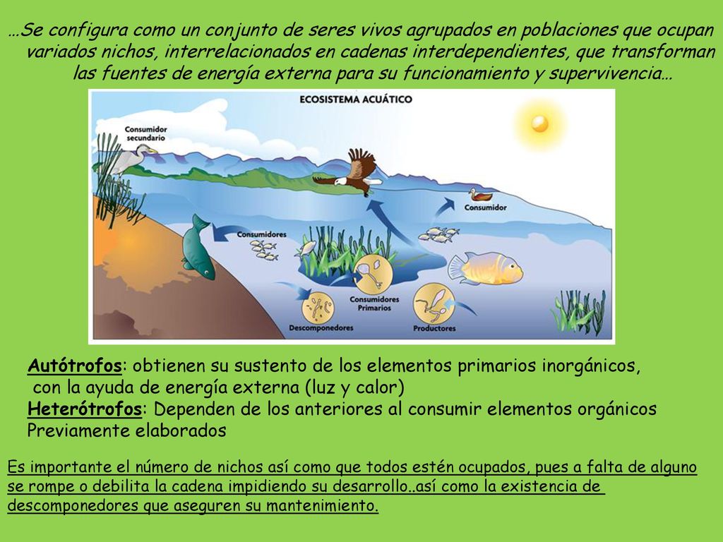 las fuentes de energía externa para su funcionamiento y supervivencia…