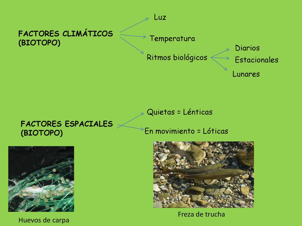 Luz FACTORES CLIMÁTICOS. (BIOTOPO) Temperatura. Diarios. Ritmos biológicos. Estacionales. Lunares.