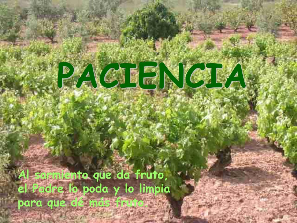 PACIENCIA Al sarmiento que da fruto, el Padre lo poda y lo limpia para que dé más fruto.