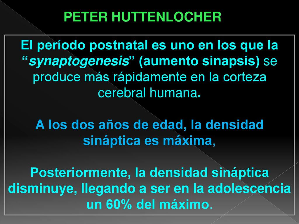 A los dos años de edad, la densidad sináptica es máxima,