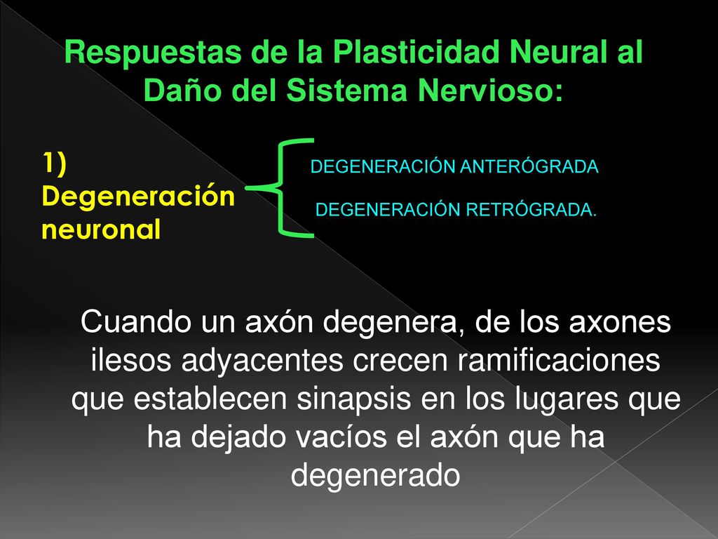 Respuestas de la Plasticidad Neural al Daño del Sistema Nervioso: