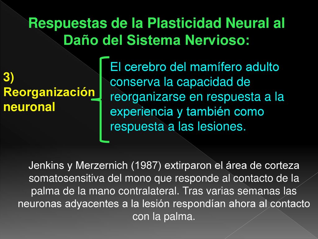 Respuestas de la Plasticidad Neural al Daño del Sistema Nervioso: