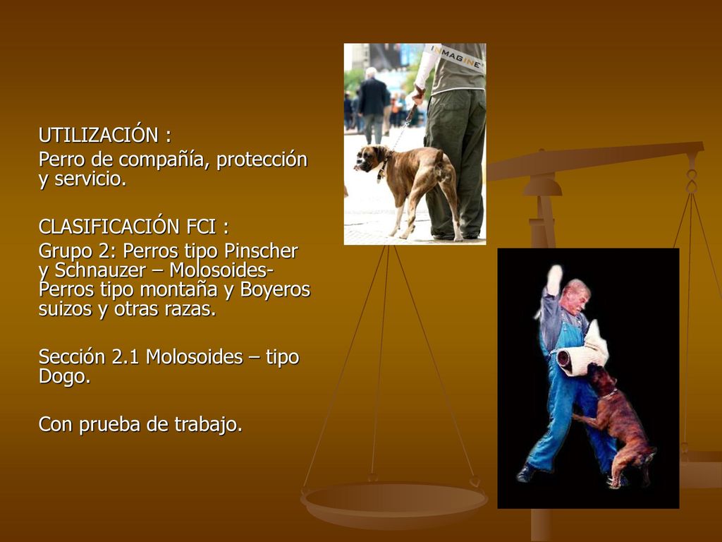 UTILIZACIÓN : Perro de compañía, protección y servicio. CLASIFICACIÓN FCI :