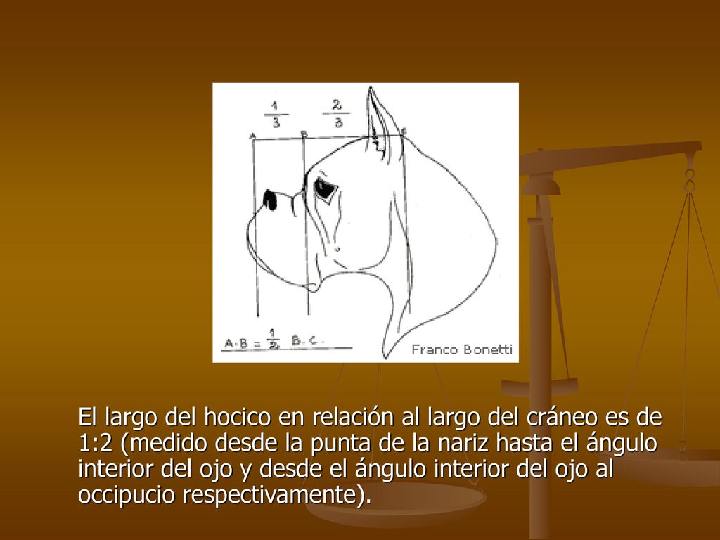 El largo del hocico en relación al largo del cráneo es de 1:2 (medido desde la punta de la nariz hasta el ángulo interior del ojo y desde el ángulo interior del ojo al occipucio respectivamente).