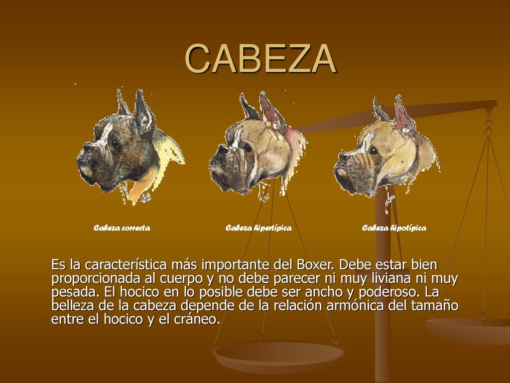 CABEZA Cabeza correcta. Cabeza hipertípica. Cabeza hipotípica.