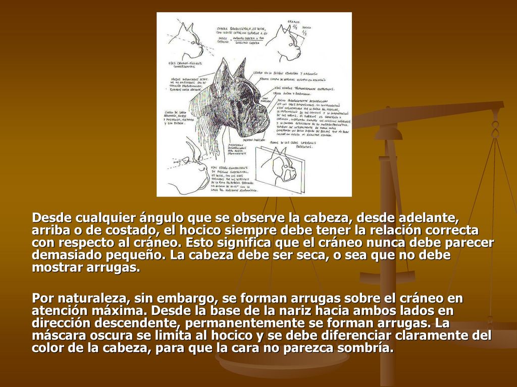 Desde cualquier ángulo que se observe la cabeza, desde adelante, arriba o de costado, el hocico siempre debe tener la relación correcta con respecto al cráneo. Esto significa que el cráneo nunca debe parecer demasiado pequeño. La cabeza debe ser seca, o sea que no debe mostrar arrugas.