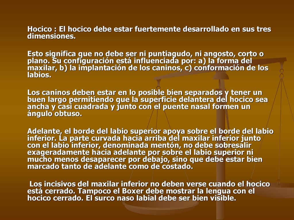 Hocico : El hocico debe estar fuertemente desarrollado en sus tres dimensiones.