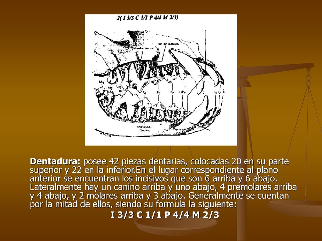 Dentadura: posee 42 piezas dentarias, colocadas 20 en su parte superior y 22 en la inferior.En el lugar correspondiente al plano anterior se encuentran los incisivos que son 6 arriba y 6 abajo. Lateralmente hay un canino arriba y uno abajo, 4 premolares arriba y 4 abajo, y 2 molares arriba y 3 abajo. Generalmente se cuentan por la mitad de ellos, siendo su formula la siguiente:
