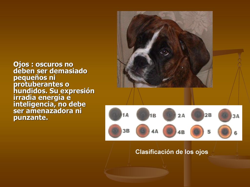 Ojos : oscuros no deben ser demasiado pequeños ni protuberantes o hundidos. Su expresión irradia energía e inteligencia, no debe ser amenazadora ni punzante.