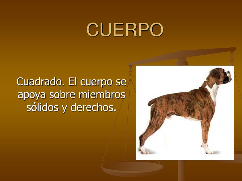 Cuadrado. El cuerpo se apoya sobre miembros sólidos y derechos.