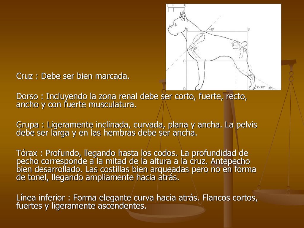 Cruz : Debe ser bien marcada.