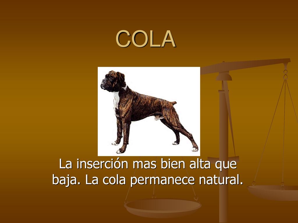 La inserción mas bien alta que baja. La cola permanece natural.