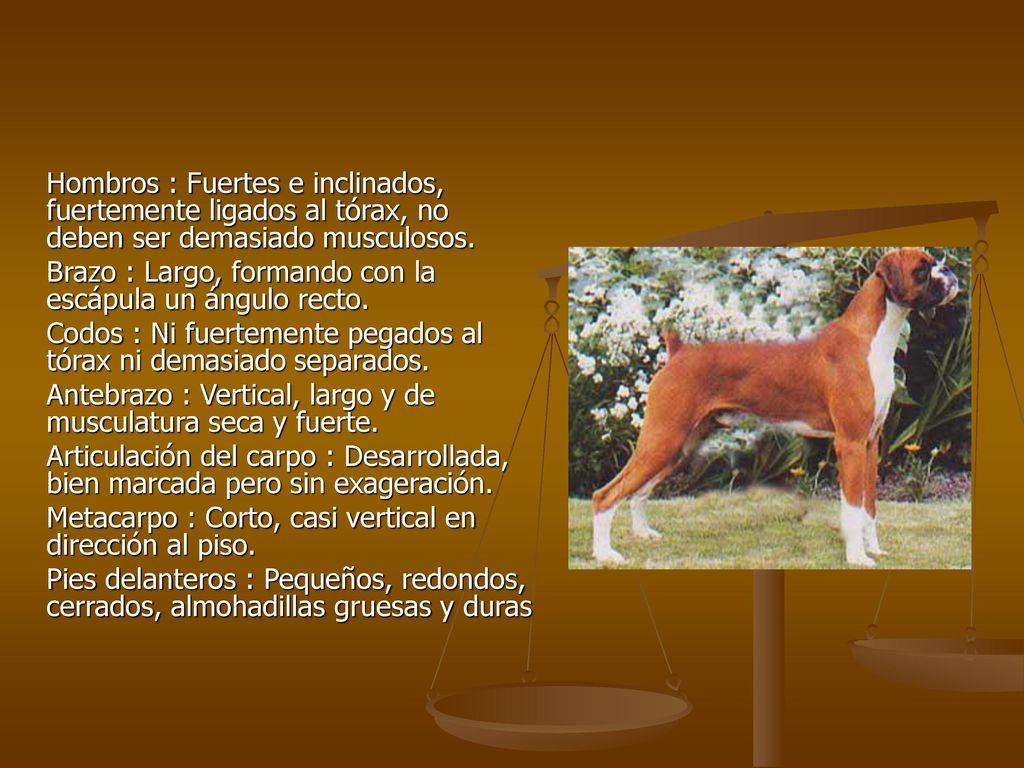 Hombros : Fuertes e inclinados, fuertemente ligados al tórax, no deben ser demasiado musculosos.