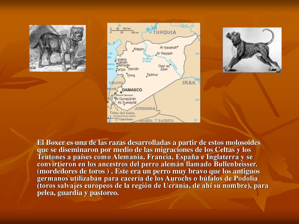El Boxer es una de las razas desarrolladas a partir de estos molosoides que se diseminaron por medio de las migraciones de los Celtas y los Teutones a países como Alemania, Francia, España e Inglaterra y se convirtieron en los ancestros del perro alemán llamado Bullenbeisser.