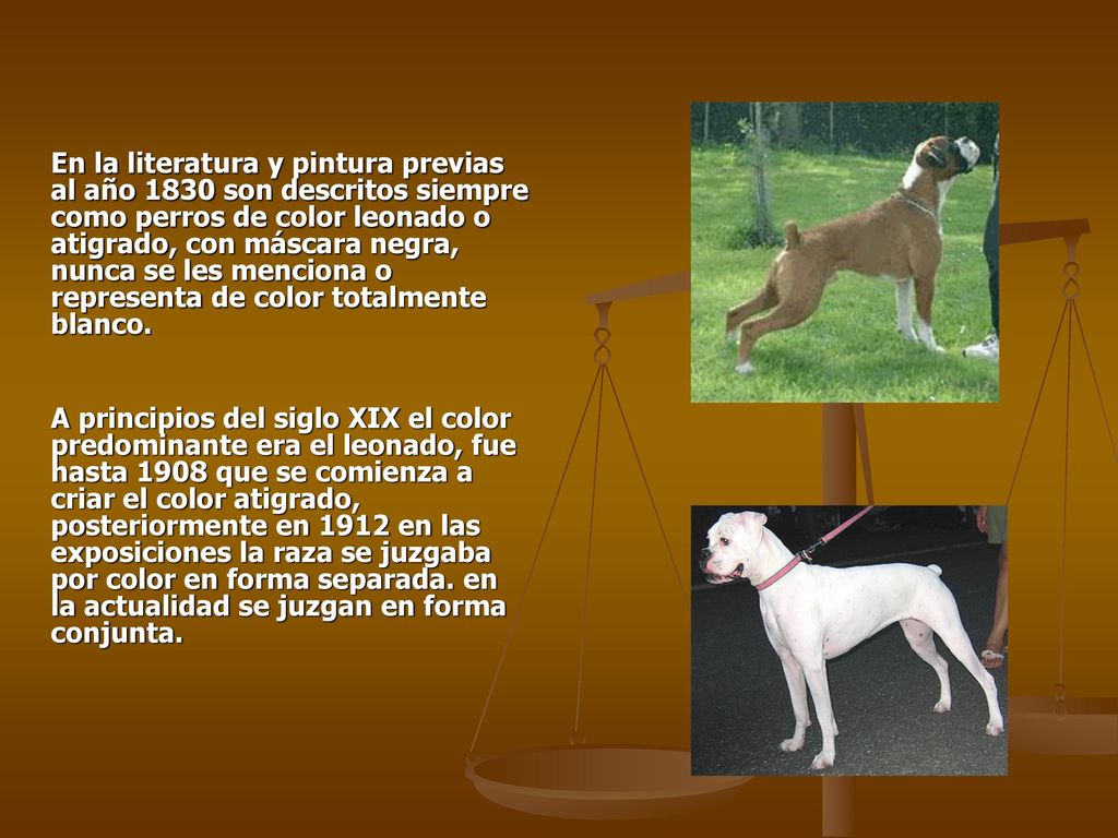 En la literatura y pintura previas al año 1830 son descritos siempre como perros de color leonado o atigrado, con máscara negra, nunca se les menciona o representa de color totalmente blanco.