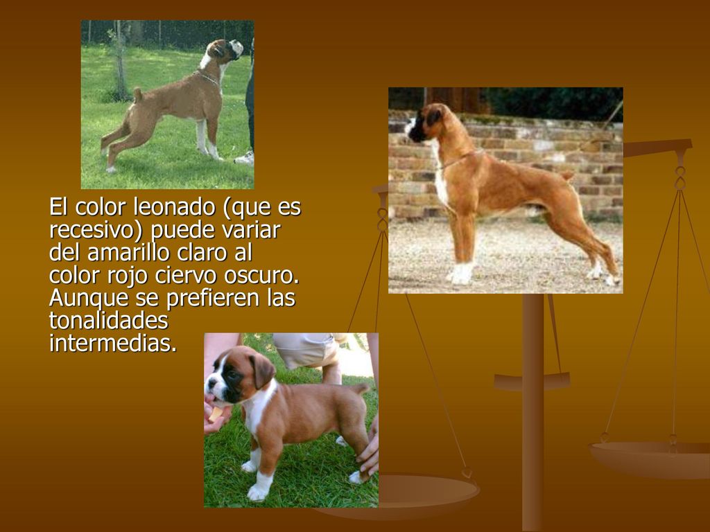 El color leonado (que es recesivo) puede variar del amarillo claro al color rojo ciervo oscuro.