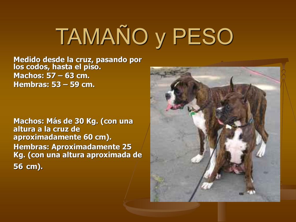 TAMAÑO y PESO Medido desde la cruz, pasando por los codos, hasta el piso. Machos: 57 – 63 cm. Hembras: 53 – 59 cm.